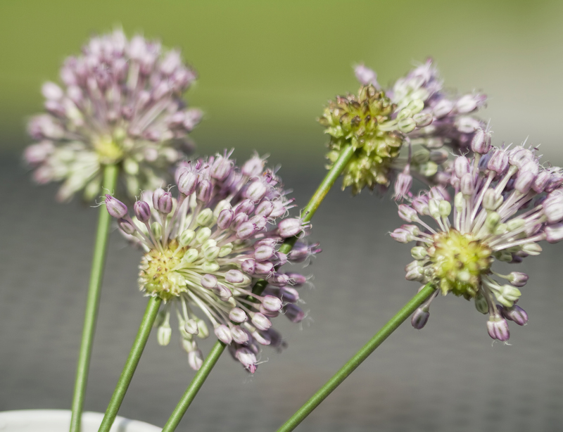 Garden outdoor space